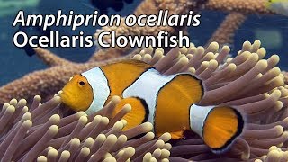 Ocellaris Clownfish Amphiprion ocellaris Stock Footage  HDV 108050i [upl. by Zoldi]