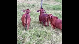 GANADO BRAHMAN ROJO PURO  GANADERIA DANIEL [upl. by Ellenrahc437]