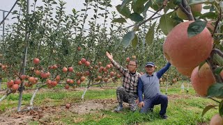 양팔재배2 사과 밭 스케치  거성농원 양팔재배다축재배 [upl. by Gurtner422]