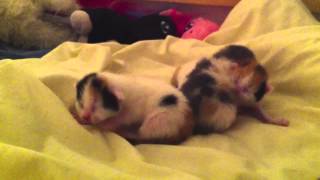 Nyfødte kattunger 1 uke gamle  newborn kittens only one week old [upl. by Peltier189]