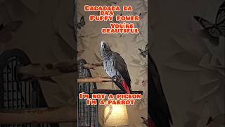 Dadadada da da PuppyPower im notA pigeon ImA parrot talkingparrot africangrey tildatheafricangrey [upl. by Tansey471]