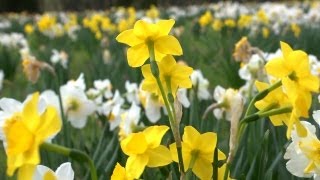 All About Daffodils  At Home With P Allen Smith [upl. by Elayne]