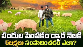 Pig farming piggery pork pigs nlm pandulapempakam animalhusbandry gunapatis nellore [upl. by Nevs]