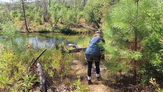 Whiskeytown Eaglet Released to Nest Area 7 26 24 [upl. by Etak]