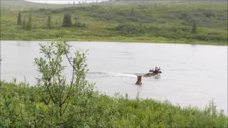 Alaska  Bear Chasing Moose  Denali National Park [upl. by Donny75]