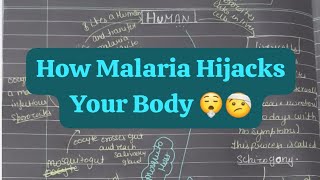 Malaria and its life cycle class 12th biology [upl. by Kora]