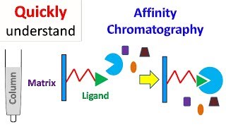 Affinity chromatography [upl. by Vinia]