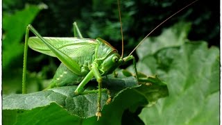 Tettigonia viridissima  Grünes Heupferd  Great Green BushCricket [upl. by Ahsam]