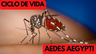 Ciclo de Vida do Mosquito do Aedes Aegypti  Causador da Dengue Zika Chikungunya e Febre Amarela [upl. by Dale]