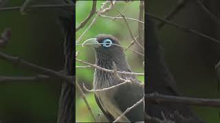 Nature’s Architect The BlueFaced Malkoha crafting its leafy nest [upl. by Dygert24]