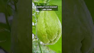 MANFAAT DAN KHASIAT LABU SIAM manfaatkhasiatlabusiam labusiam labu siam sayuran buah sayur [upl. by Felecia343]