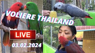 Papageien Voliere LIVE aus Thailand 03022024 [upl. by Harvey]