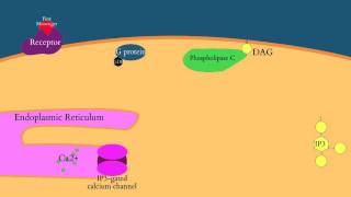 Calcium and IP3 in Signaling Pathways [upl. by Ahsik568]