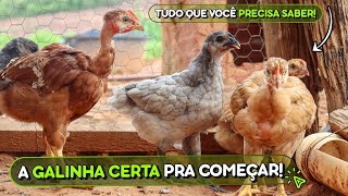 Como Começar sua Criação de Galinhas de Sucesso🐔Que Galinha Devo Criar [upl. by Imuyam331]