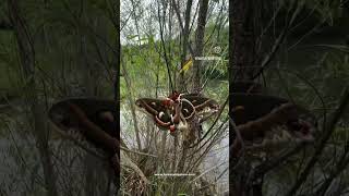 Two Gorgeous Giant Hyalophora Cecropia Butterflies Face to Face A Mesmerizing Encounter [upl. by Eatnhoj194]