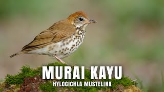 MURAI KAYU Hylocichla Mustelina [upl. by Yelnikcm]