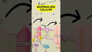 Fosforilación oxidativa Descarga el PDF para pintar y recortar biologia ciencia biology [upl. by Sylirama180]