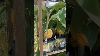 Blue Java Bananas 🍌 at Lowes aka Ice Cream Banana 🍌 for dirt CHEAP [upl. by Sieber]