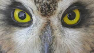 Separating Shorteared and Longeared Owls [upl. by Leumek]