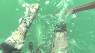 Spearfishing MTK 90214 [upl. by Landbert]