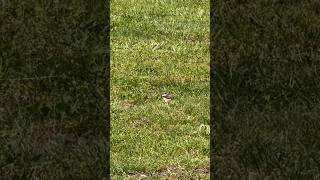 Wow Killdeer chicks were completely Camouflaged on sand and Grass land Killdeer shorts [upl. by Tamis]