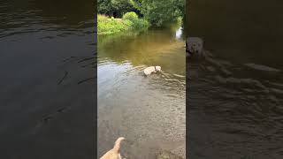 Bailey amp Koda love taking a dip in the river goldenretriever walkies riverwalk [upl. by Schell]