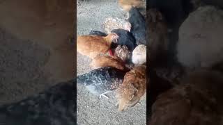 3wks old chicks grappling for feeds bypoultryparadisetvpoultryfarming [upl. by Iyre]