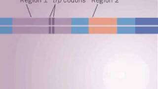 operon Trp [upl. by Loralee]