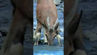 Little ibex comes from high mountains to drink water ibexgoat animals shorts [upl. by Ahsla179]