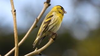 Siskin Singing and Feeding birdingnorthdevon [upl. by Eerrehc510]