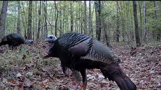 Three wild turkey gobblers in the Alabama woods November 2024 [upl. by Dedra]