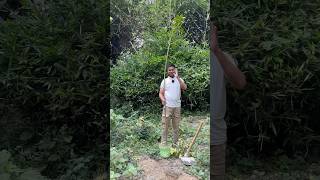 3 years old mango 🥭 Tree treechallenge planttrees plantatree 🌳 planted by Trees plants info [upl. by Feodora]