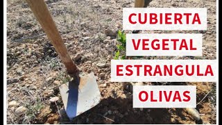 🌾🌱🫒¿Cubierta vegetal en olivar ¿SÍ O NO Impresiones tras 5 años de Cubierta Vegetal [upl. by Ennaira]