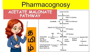 acetate malonate pathway  pharmacognosy2  Unit 1  tamil [upl. by Ahsasal278]