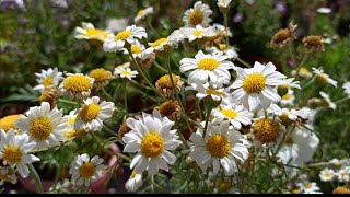 462  How to collect seeds of Paris DaisyArgyranthemumMarguerite Daisy plant for next season [upl. by Ardnad]