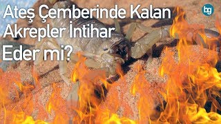 Ateş Çemberi İçinde Kalan Akrep İntihar Eder mi [upl. by Aseen]