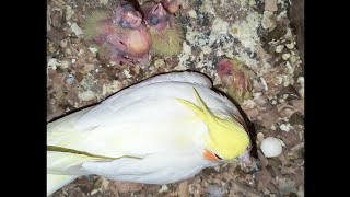 Dekho Cockatiel apne bacho ko kese feed karate hai  Cockatiel caring Aasiyaexotic [upl. by Oakleil]