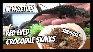 Rehousing my Red Eyed Crocodile Skinks Tribolonotus gracilis  SURPRISE [upl. by Scutt]