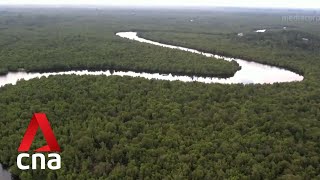 Efforts to conserve Indonesias mangrove forests bear fruit for local communities [upl. by Lebiralc675]