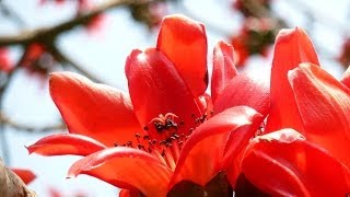 Shimul Flower  Bombax Ceiba Flowering Tree [upl. by Nuahsor]