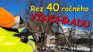 Rez 40 ročného vinohradu [upl. by Domph]