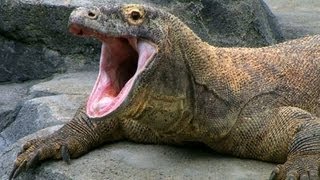 SPOTLIGHT The Komodo Dragon — Worlds Largest Living Lizard  Encyclopaedia Britannica [upl. by Adnamaa877]