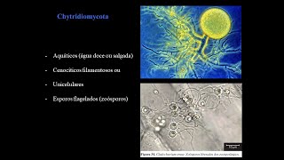 Chytridiomycota sensu lato os fungos que estão em todos os ambientes aquáticos [upl. by Ziom769]