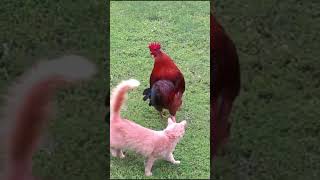 Unlikely Besties Cat and Roosters Heartwarming Yard Adventure 🐱🐓 [upl. by Avehsile]