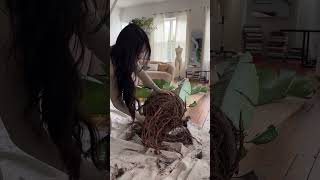 Huge Plant Repotting shorts shortsvideo plants [upl. by Crispas]