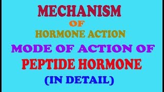 PEPTIDE hormone mechanismin detail [upl. by Nahshu]