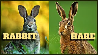 The Differences Between Rabbits and Hares [upl. by Cynthla368]