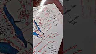 biology The female Reproductive System [upl. by Aynad]