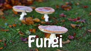 How To Pronounce Fungi [upl. by Reneta]