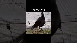 Lyrebird mimicking sound viralvideo youtubeshorts [upl. by Anerroc]